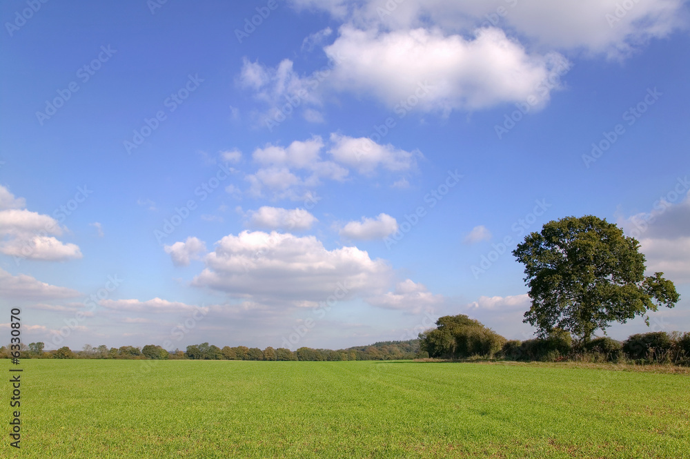 Green field landscape under blue cloudy sky on a sunny day. Green field landscape under blue cloudy sky on a sunny day.
