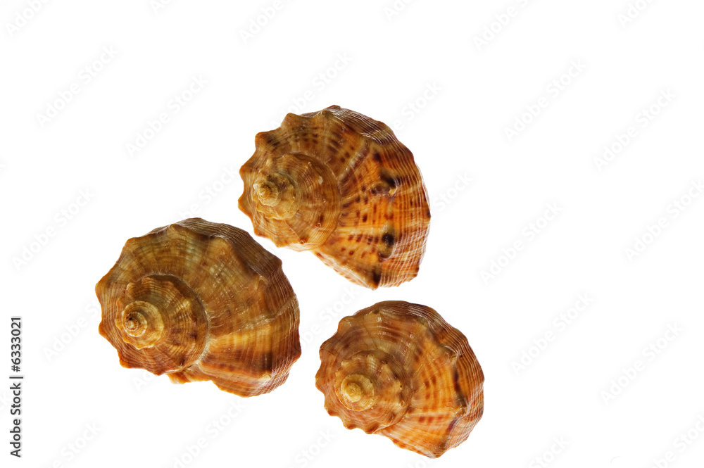 Three shells Three shells