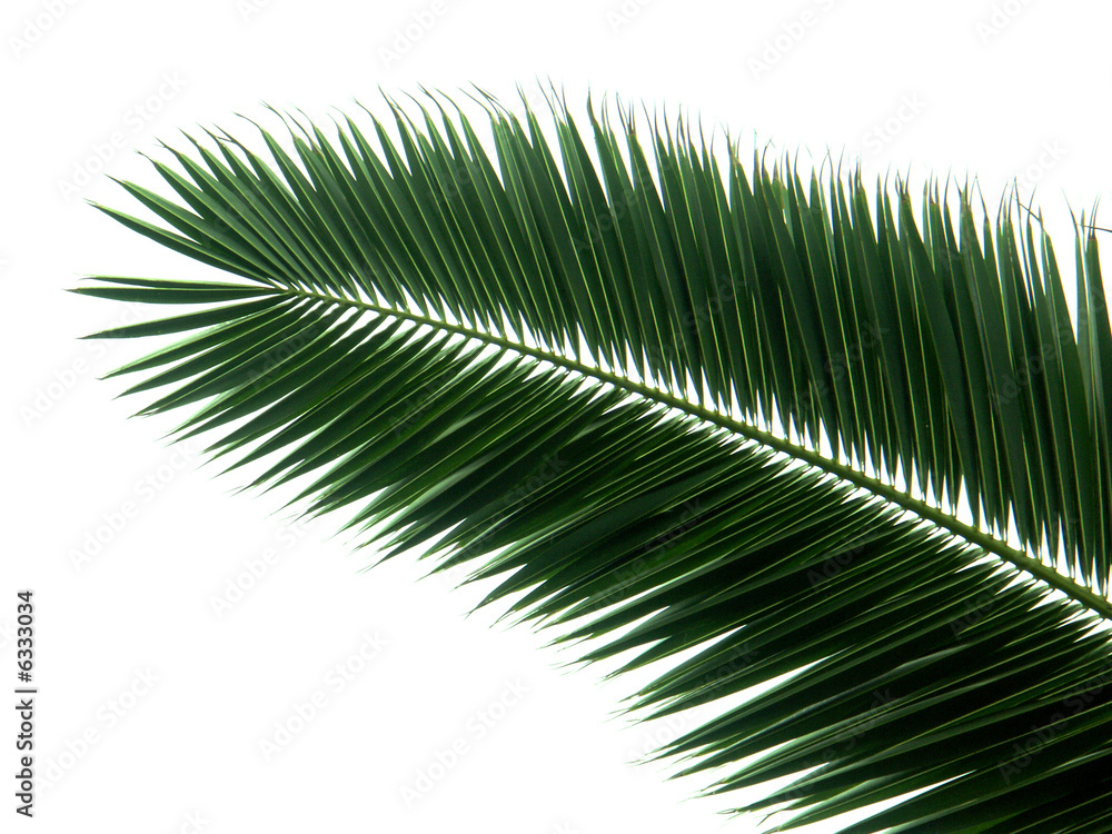 Obraz premium palme de dattier