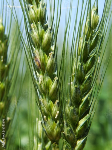 Triticale Makro