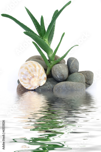 aloe vera