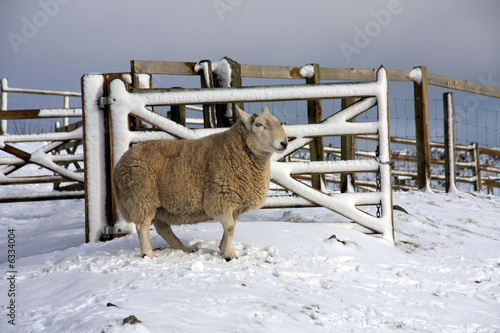 Sheep in the snow up in Northumberland's National park photo