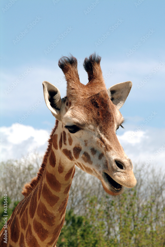 Naklejka premium giraffa