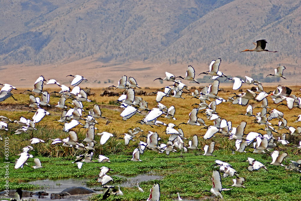 Volo di Ibis a Ngorongoro-tanzania 2007