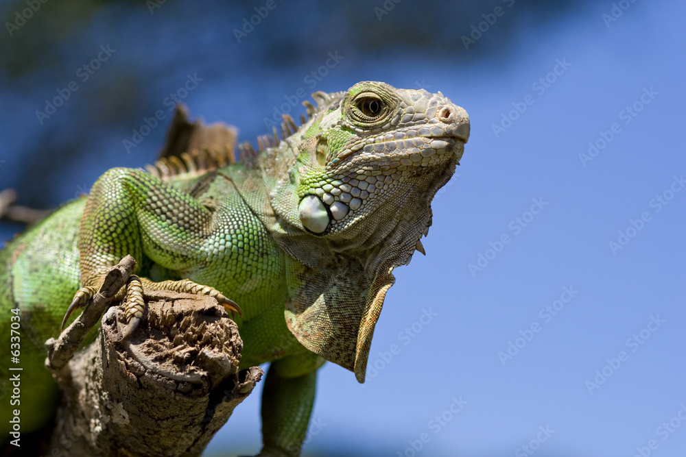 Obraz premium Dragon