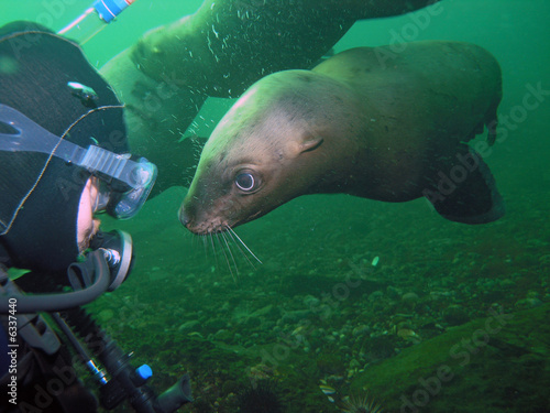 Scuba Diver Meets California Sea Lion