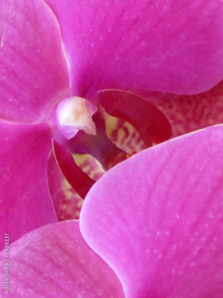 Orchidee,Hintergrund