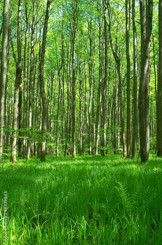 Obraz premium green spring forest