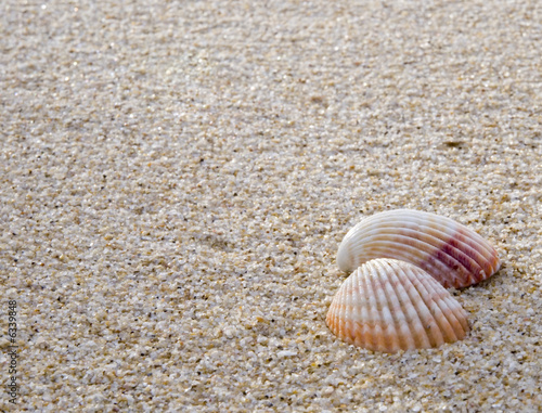 Zwei Muscheln am Strand photo