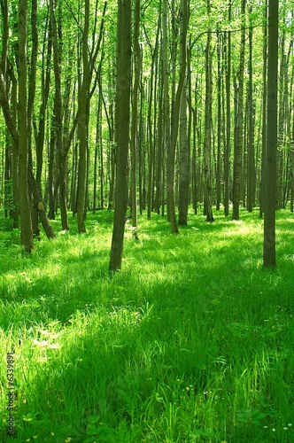 green spring forest