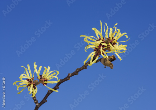 Witch hazel