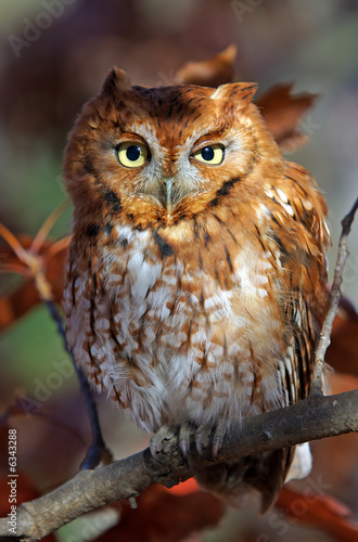 Eastern screech owl 2