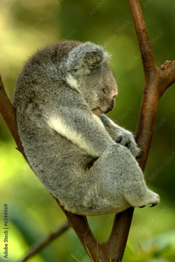 Fototapeta premium Australian Koala