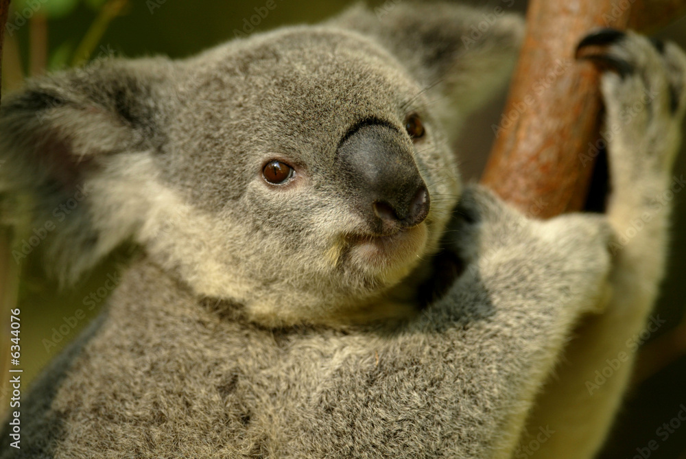 Fototapeta premium Australian Koala