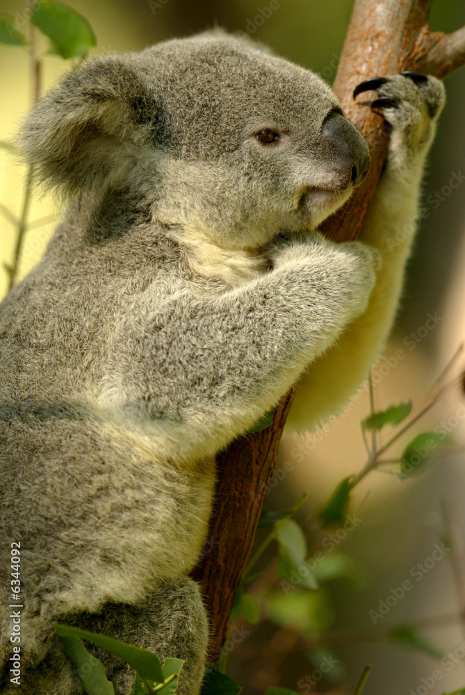 Obraz premium Australian Koala