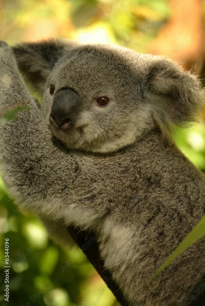 Obraz premium Australian Koala