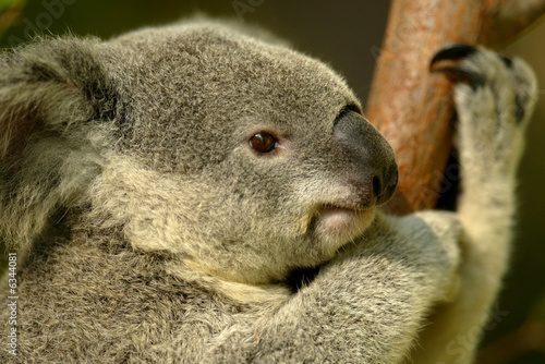 Photography Australian Koala