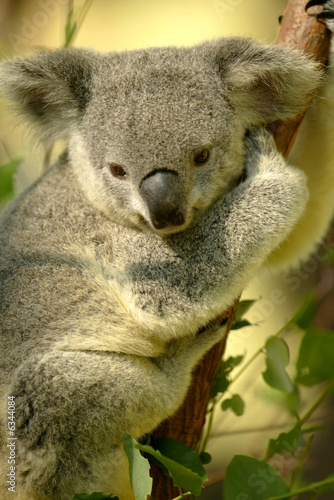Fototapeta Naklejka Na Ścianę i Meble -  Australian Koala