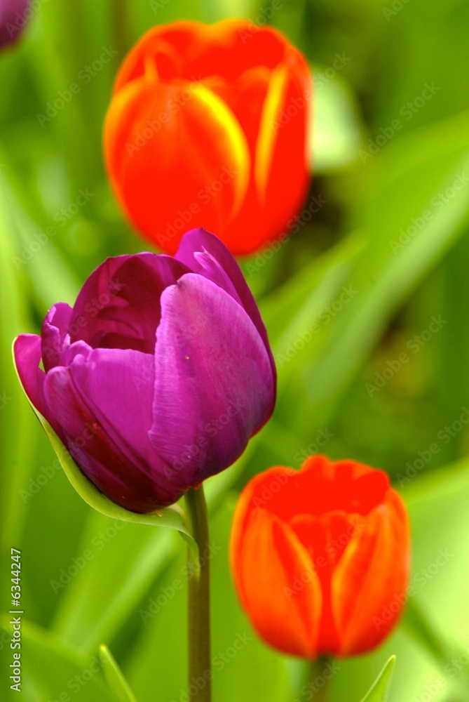 Tulips Tulips