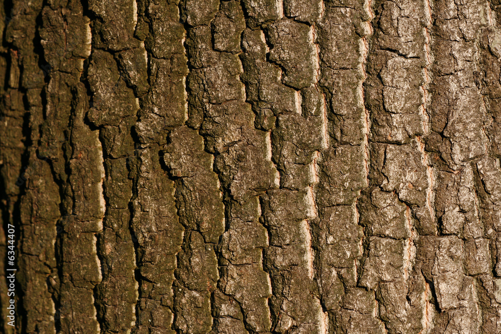 The bark of an oak tree (closeup/texture) The bark of an oak tree (closeup/texture)