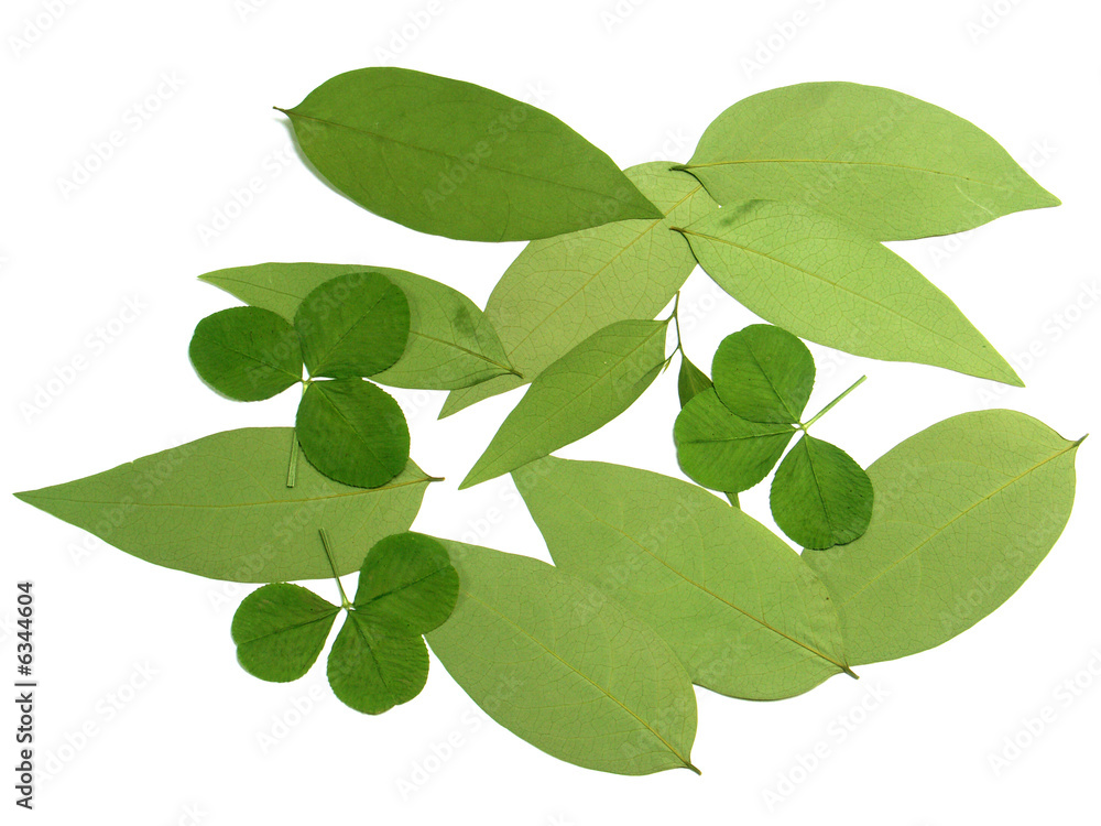 feuilles de trèfles et de girimbelles feuilles de trèfles et de girimbelles