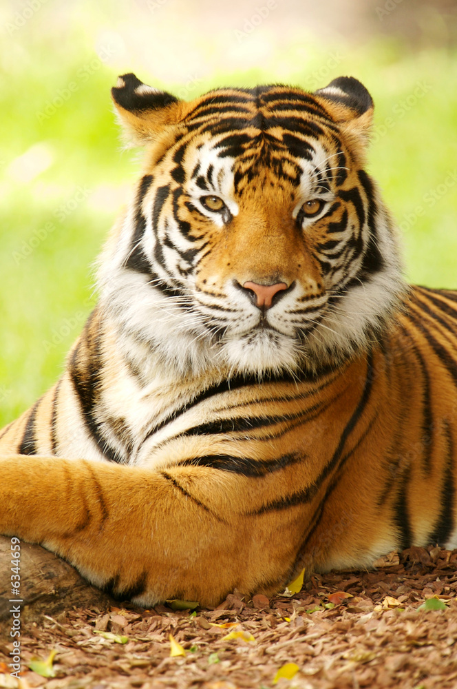 Fototapeta premium Bengal Tiger