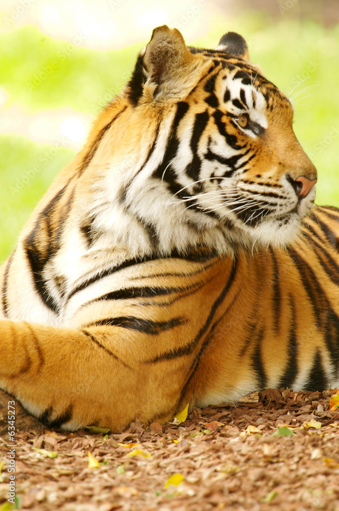 Bengal Tiger