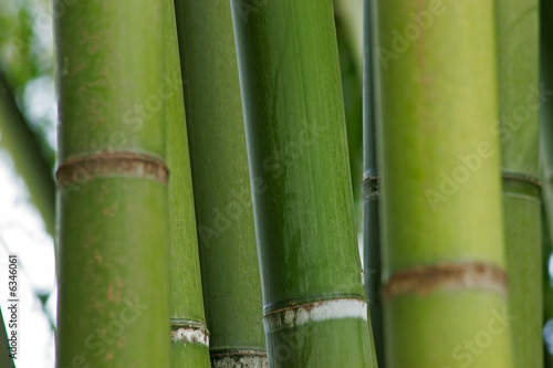 Fototapeta Background of various bamboos in a garden
