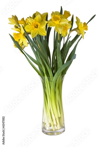 Wallpaper Mural Narzissenstrauß Torontodigital.ca