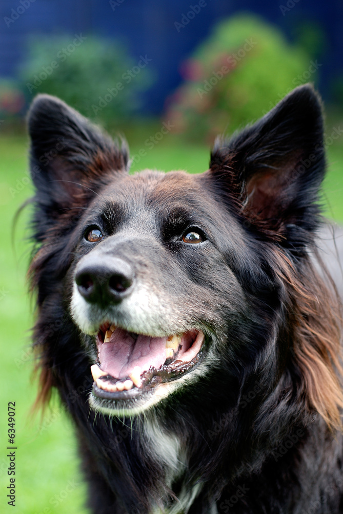 Alert and excited smiling dog. Alert and excited smiling dog.