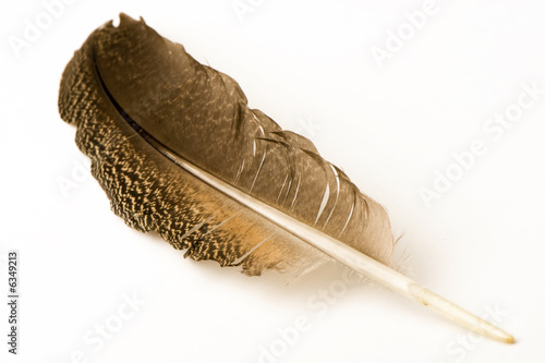 brown spotted feather of a bird.  white background. photo