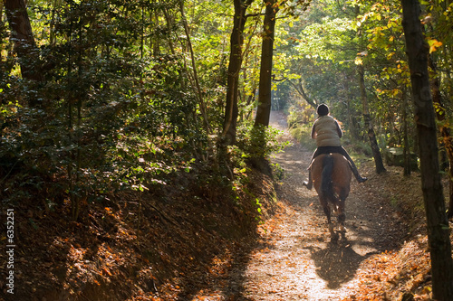 Papier peint Horse and rider galloping