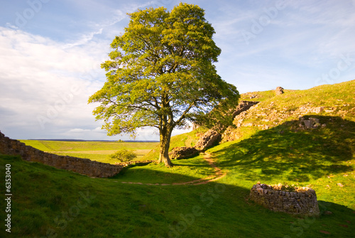 Tree at Hadrian's Wall photo
