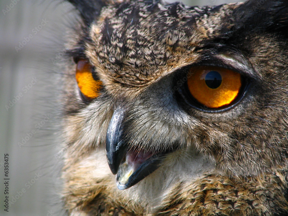 stock owl stock owl