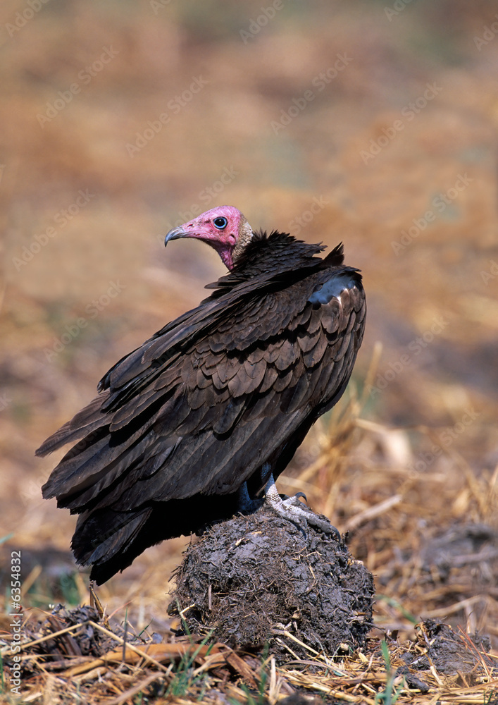 Fototapeta premium Turkey vulture