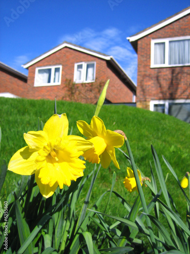 Daffodils and houses