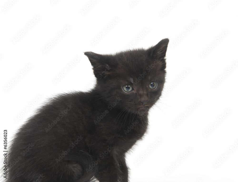 Obraz premium A black kitten sitting on a white background