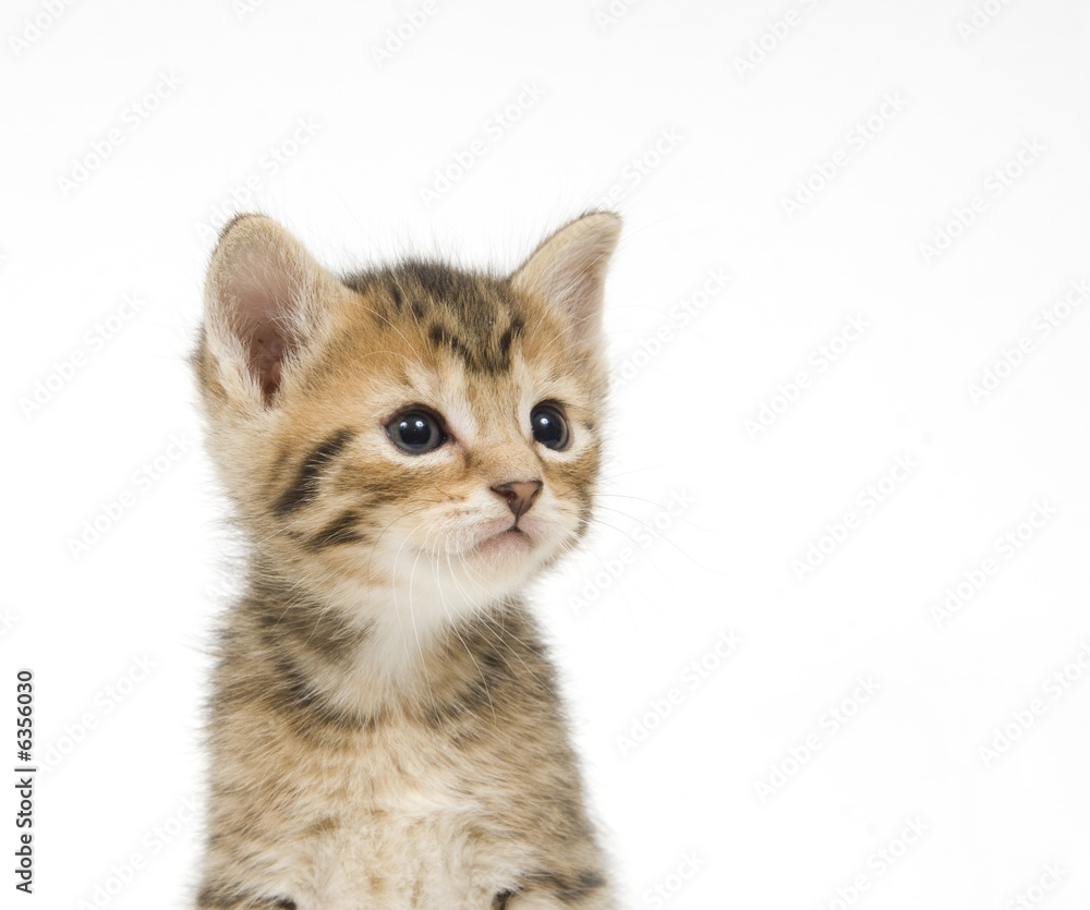 A curious tabby kitten on a white background