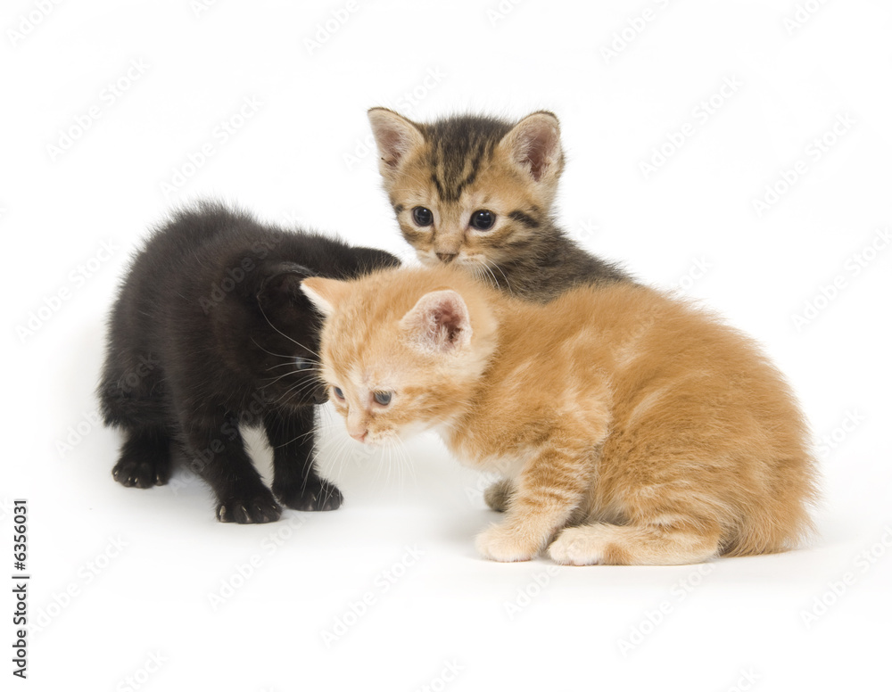 Three kittens playing on a white background