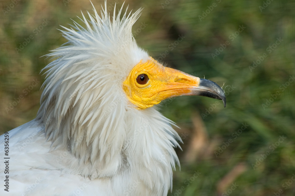 Portrait of egyptian vulture bird Portrait of egyptian vulture bird