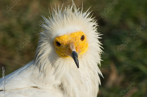 Portrait of egyptian vulture bird