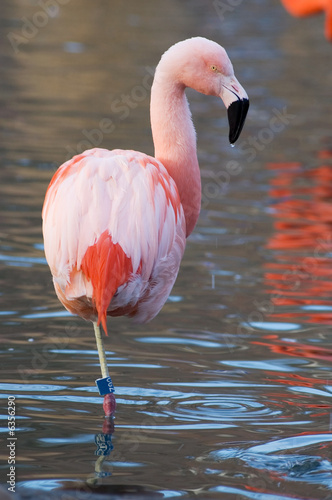 Cuban flamingo standing on one leg in a water