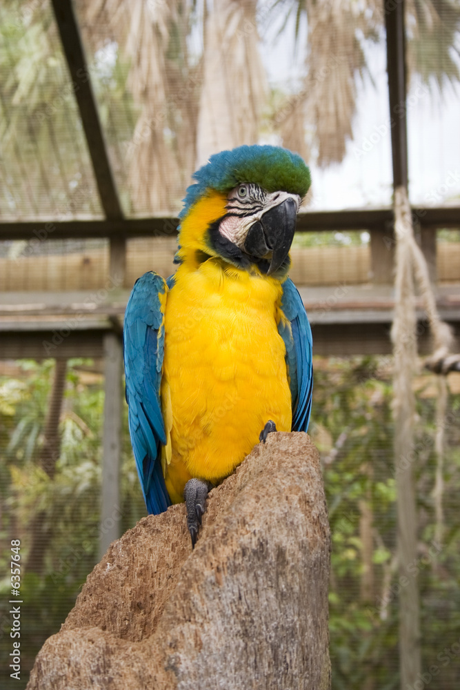 Blue and yellow parrot perched on a tree stump