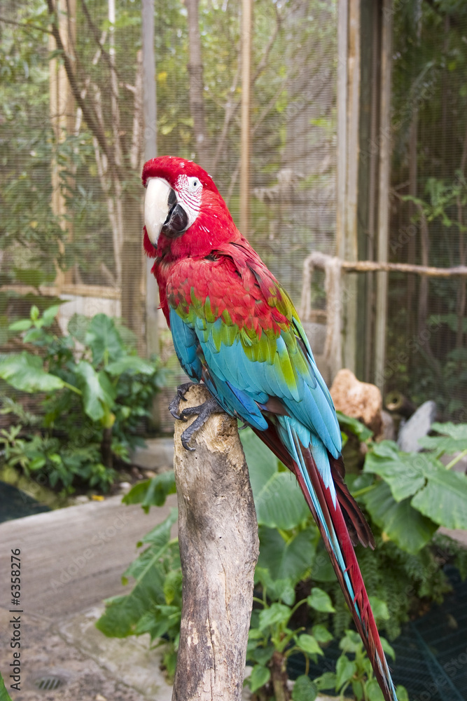 Obraz premium red and blue parrot perched on a tree stump