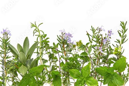 Fresh-picked Herbs
