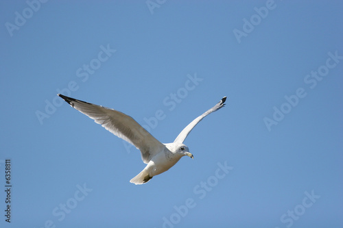 Gull in Flight