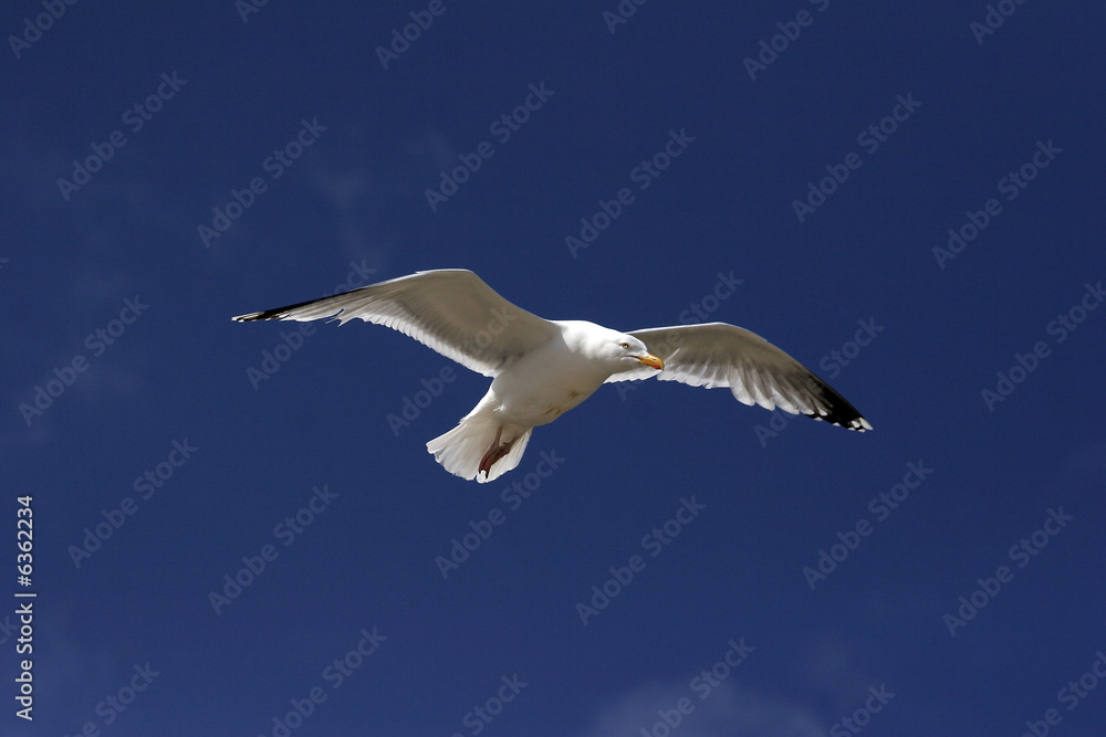 Vogelfrei_2 Vogelfrei_2