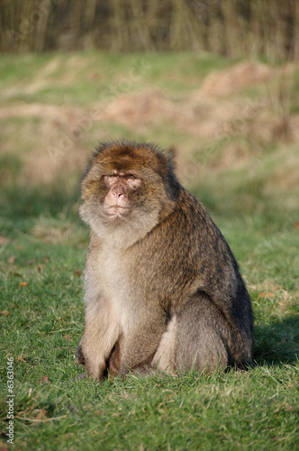 Barnary Macaque Monkey