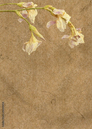 Fotografie vintage brown paper texture with iris flowers