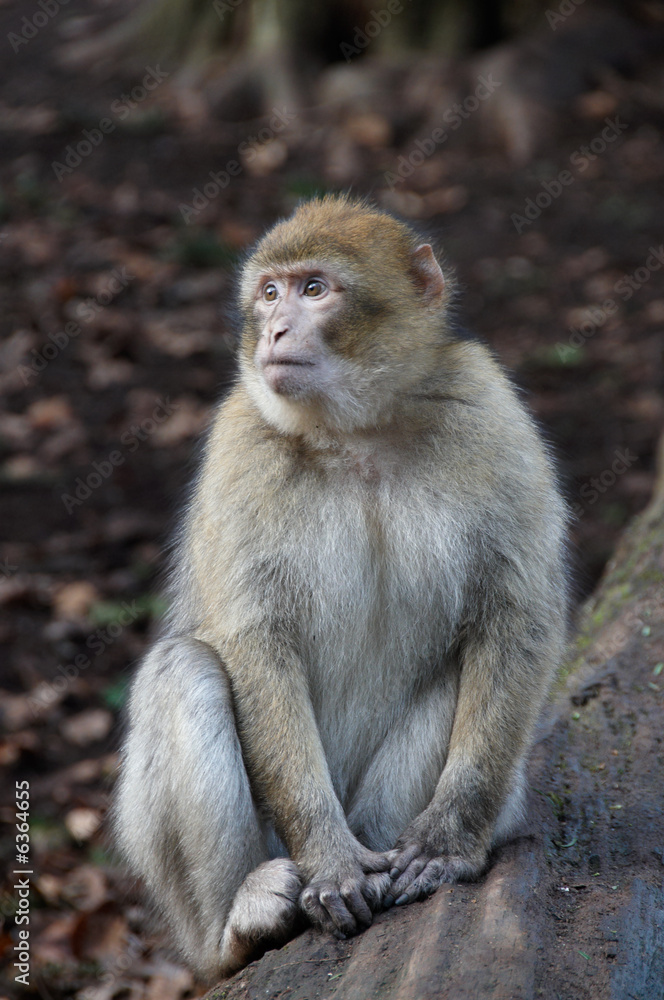 Barnary Macaque Monkey